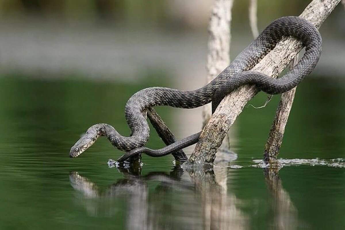 В Украине активизировались змеи: как не стать жертвой укусов