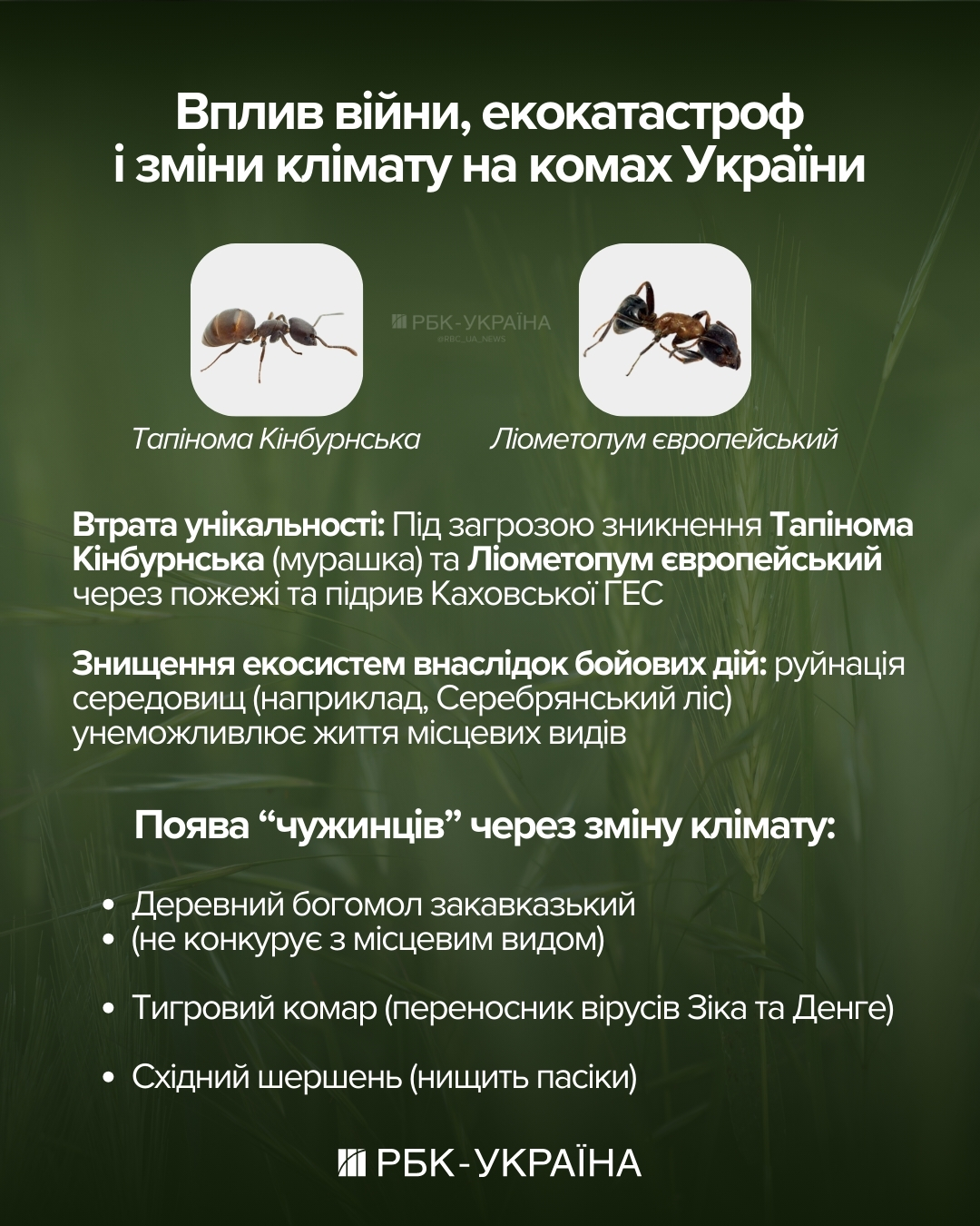 Як морози рятують комах від загибелі: неочевидні факти про "шкідників" та запилювачів