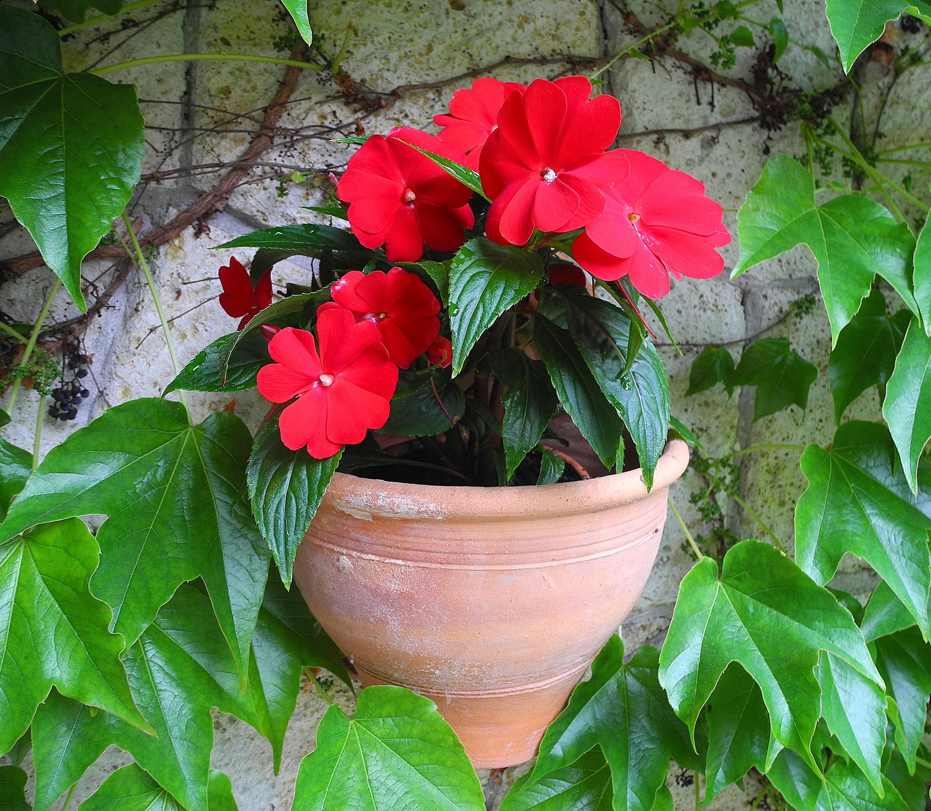 Будуть нагадувати взимку про літо. 6 вуличних квітів, які чудово ростуть у квартирі