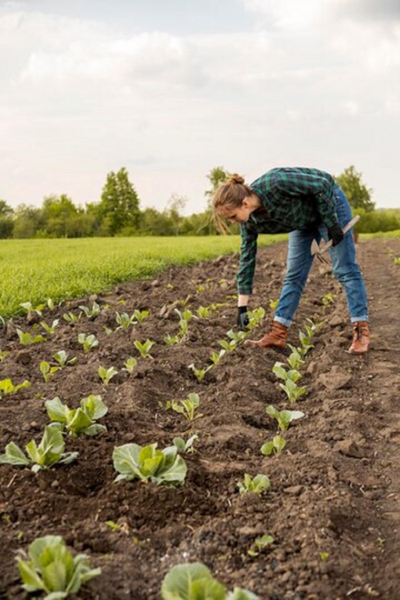 10 овочів, які треба посадити у березні на городі для щедрого врожаю