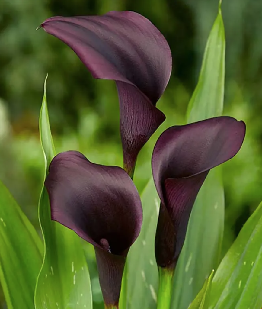 Прикрасять будь-який сад: 6 незвичайних квітів чорного кольору (фото)