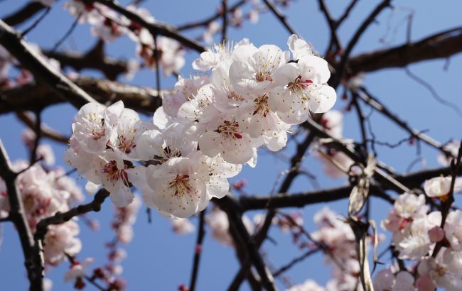 В Україні наступили весняні заморозки: як це вплине врожай