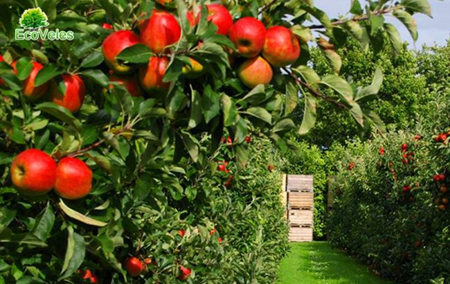 Саженцы от Eco Veles - свежие и недорогие