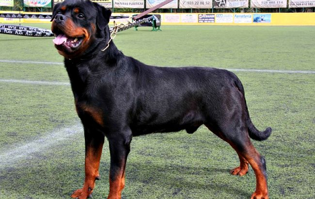В Украине зафиксируют рекорд собаки-ротвейлера: чем отличилось животное