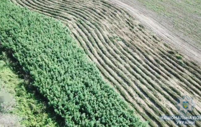 В Одесской области правоохранители обнаружили поле конопли