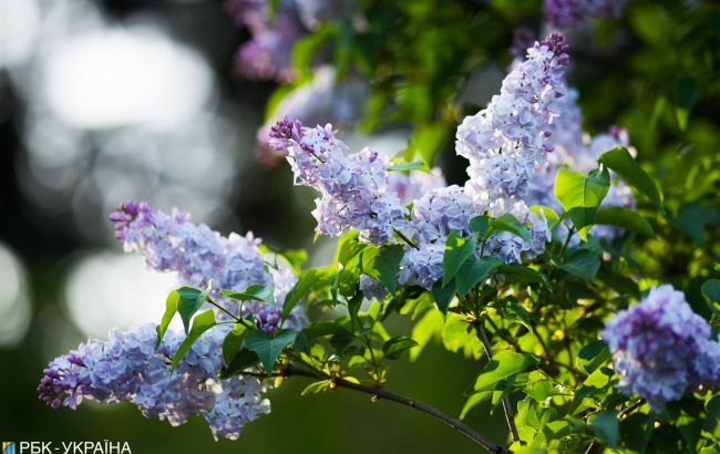 Укргідрометцентр дав прогноз на травень