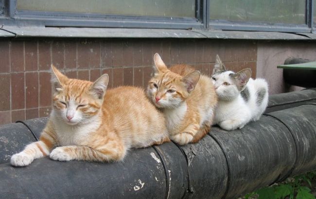 В Украине к началу отопительного сезона готовы 99,81% домов