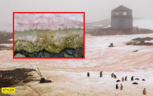 Украинские полярники показали аномалию в Антарктиде: невероятные фото