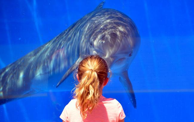 Дельфінотерапія: Супрун розвінчала міф про корисність даної процедури