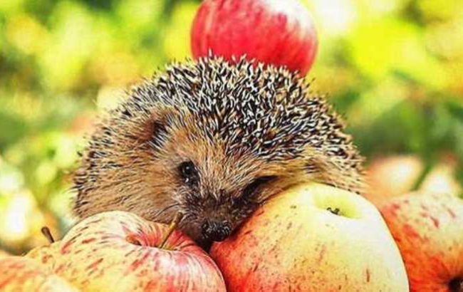 Жара начнет раскручиваться: синоптик уточнила прогноз на яблочный Спас