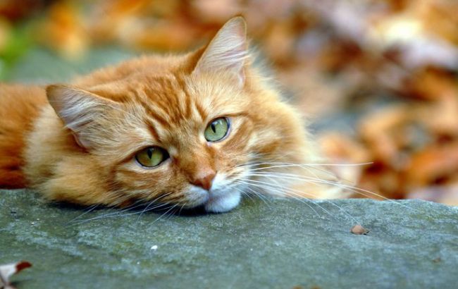 Погода на сегодня: в Украине без осадков, температура до +9