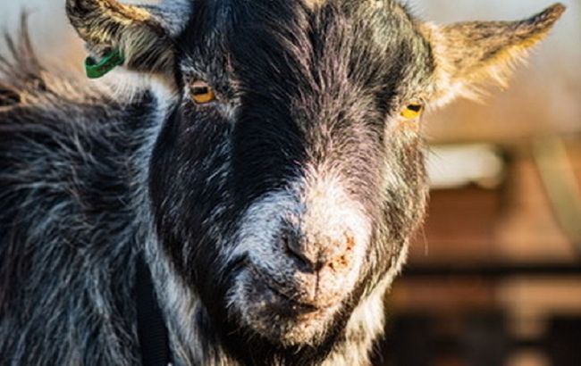 Козел вторгается в дома, крадет белье и бьет рогами всех подряд (фото)