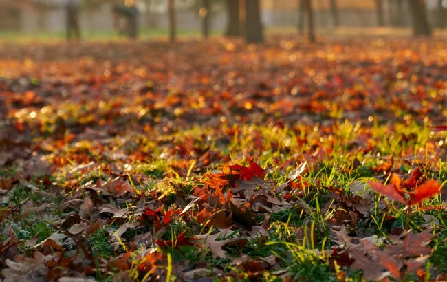 Збережіть форму газону: ось, що треба зробити з ним восени