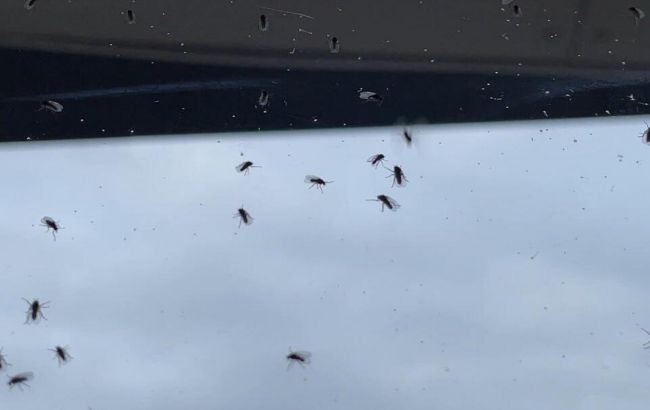 Лікарка пояснила, чим укуси мошок відрізняються від комариних, і чому їх треба остерігатися