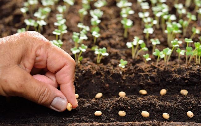 Три обязательные работы, которые надо сделать в саду в марте для сохранения урожая