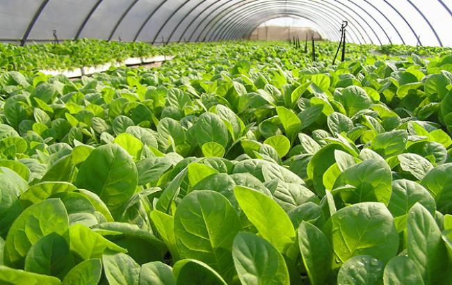 В ВОЗ заявили, что выращивание табака наносит огромный ущерб окружающей среде