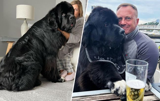 Малюк Шерман став зіркою мережі: таких собачок ви точно не бачили!