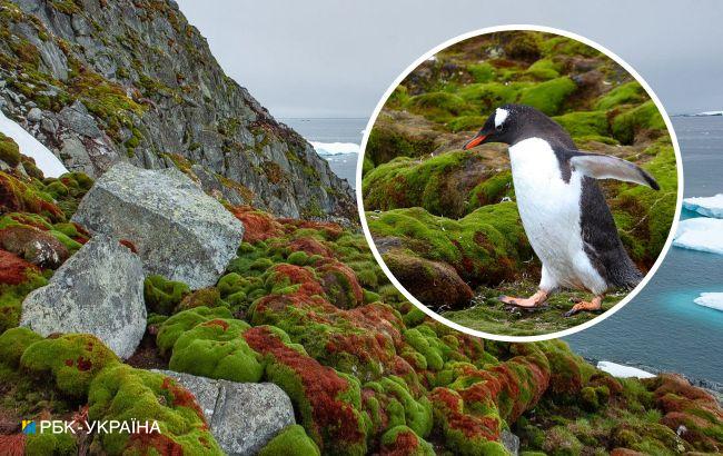 Українські полярники показали, як виглядає літо в Антарктиці: яскраві фото