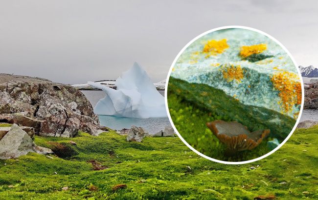 Просто невероятно. Украинские полярники показали, какие грибы растут в Антарктиде (фото)