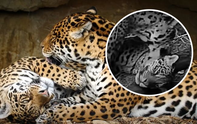 "Они нежнее людей". Страстная любовь ягуаров под покровом ночи попала на видео
