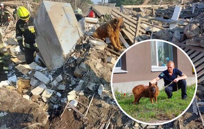 Має проблеми зі здоров'ям: як зараз живе пес Крим, який плакав на руїнах будинку у Дніпрі