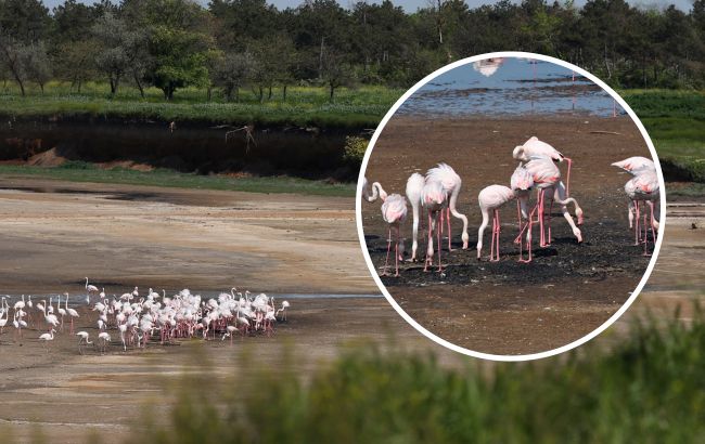 Палять багаття і руйнують гнізда. Відпочивальники відлякують рожевих фламінго під Одесою