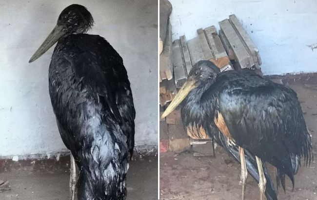 Червонокнижний лелека на Київщині потрапив у халепу і прийшов по допомогу до людей: що з ним сталося (фото)