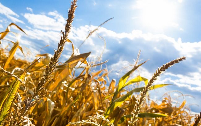 Синоптики рассказали, когда жара в Украине достигнет 35-градусного пика