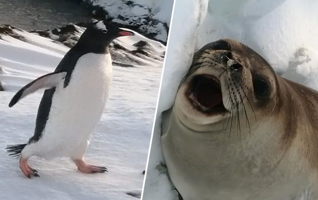 Пингвины, котики и слоны: смотрите, какие милые "соседи" живут рядом с украинскими полярниками (фото)