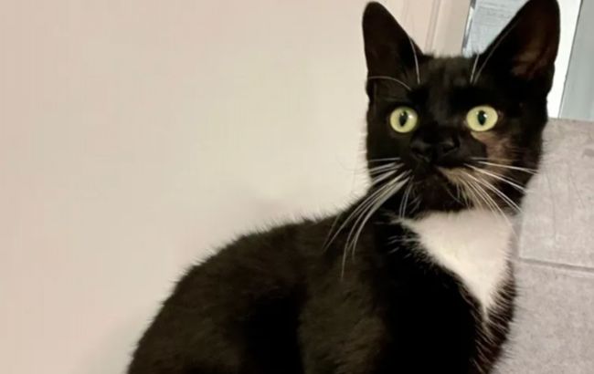 "Справжня рідкість": у Британії знайшли кота з двома носами (фото)