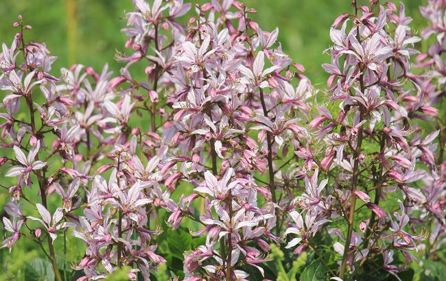 Ці милі на вигляд рослини можуть викликати важкі опіки, в Україні їх повно