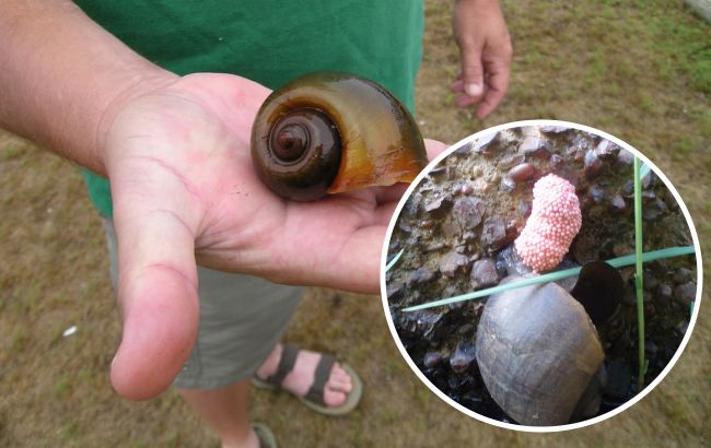 У США виявили смертоносних яблучних равликів: вони дуже небезпечні для людини