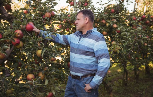 Як підвищити урожай яблук в півтора-два рази: треба лише одно добриво