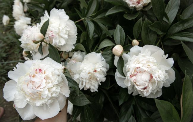 Чому не цвітуть півонії: 4 помилки, які згубно впливають на рослину