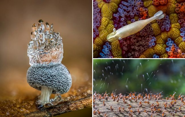 Найкращі фото дикої природи крупним планом 2023: названо переможців конкурсу