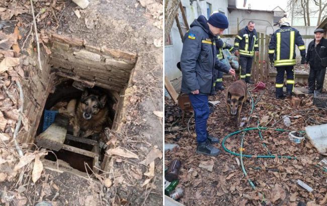 Злякався російських обстрілів: під Києвом рятували собаку, який впав у каналізацію
