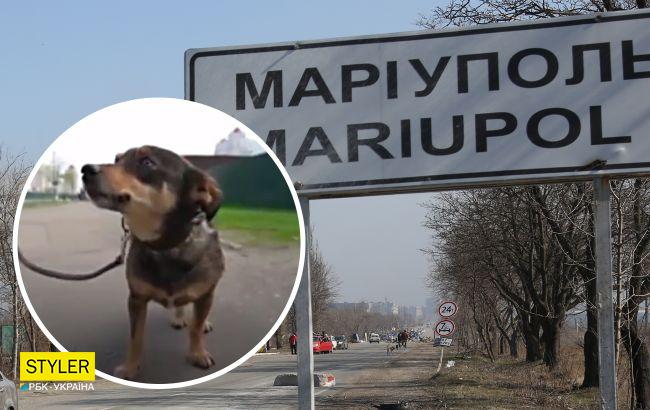 "Вставай, Жужа, надо идти": мариуполец рассказал, как пять дней шел пешком с собакой