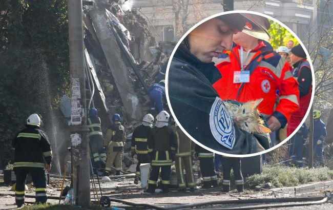 Історія кота Філі, якого врятували з-під завалів у Києві (відео)