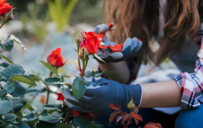 Названо квіти, які потрібно обов'язково обрізати у жовтні: виростуть ще пишнішими