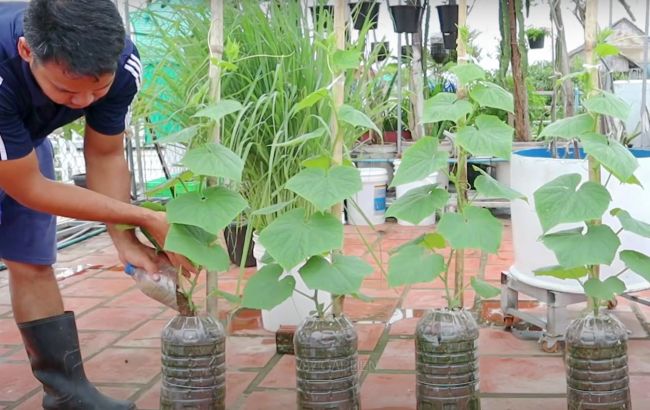 Супер-урожай на мінімумі площі: як виростити огірки у пляшках