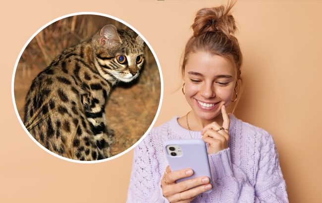 Ця крихітка - лютіша і небезпечніша за лева. Який вигляд має дуже рідкісний хижак