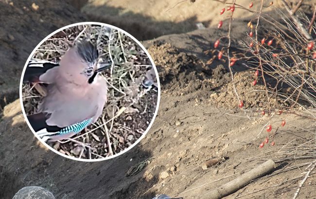 Воин ВСУ спас из растяжки "боевого украинского сокола": трогательное видео