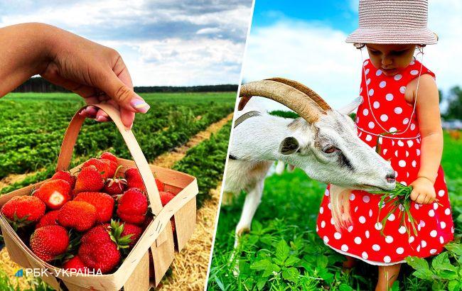 Море ягід. Куди поїхати на відпочинок і збирання полуниці за містом