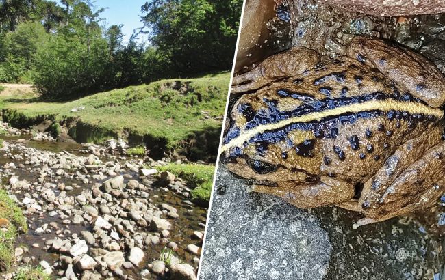 Дослідники знайшли унікальну жабу, яка понад 130 років вважалась вимерлою