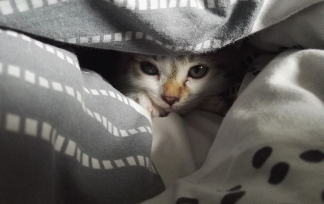 Тварина ховається і уникає контакту? Коли це - тривожний сигнал