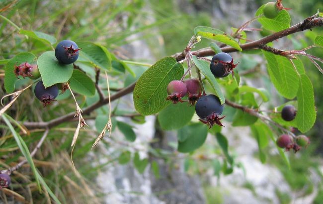Не горобина і чорниця. Названо цілющу "королеву ягід"