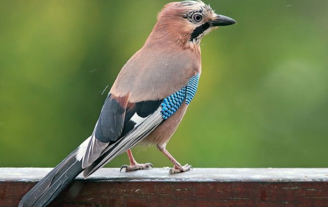 Почему сойки так суетятся осенью? Ответ удивит даже опытных натуралистов