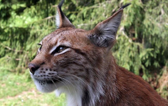 "Пухнастий умилянт". В Карпатах помітили "червонокнижну" тварину, яка прогулювалася біля кордону