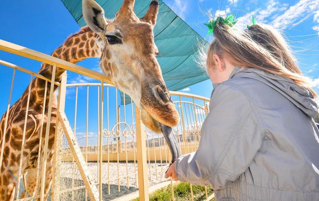 В зоопарке под Киевом родился детеныш жирафа: самые милые фото