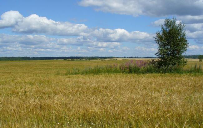 Експерт назвав скасування мораторію на продаж сільгоспземлі відновленням історичної справедливості